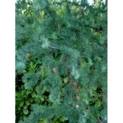 Japansk Lærk 'Diana' Larix Kaempferi 'Diana' Opstammet 90 Cm. 7,5 Liter Potte -Montoz Butik mi1406 larix kaempferi diana b8d9