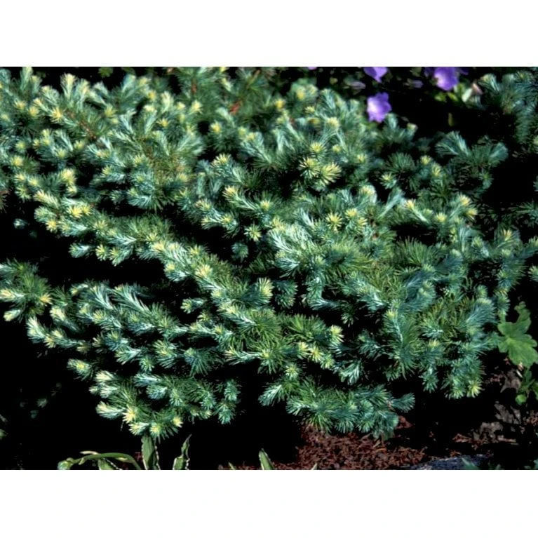 Japansk Lærk Larix Kaempferi Potte 7,5 Liter 175-200 Cm. 7 Japansk Lærk Larix Kaempferi Potte 7,5 Liter 175-200 Cm. - Billede 5