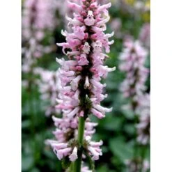 Betonie Stachys Monnieri 'Hummelo' 1 Liter Potte 7 Betonie Stachys Monnieri 'Hummelo' 1 Liter Potte -Montoz Butik mi14090 stachys monnieri 7d22