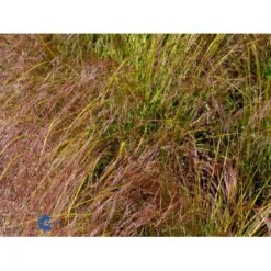 Sølvaksgræs Anemanthela Lessoniana (Stipa Arundinacea) 1 Liter Potte -Montoz Butik mi14098 stipa arundinacea 3db5