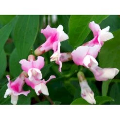 Vår-Fladbælg Lathyrus Vernus 'Rosenelfe' 1 Liter Potte -Montoz Butik mi1410 lathyrus vernus rosenelfe 0d9a