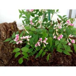 Vår-Fladbælg Lathyrus Vernus 'Rosenelfe' 1 Liter Potte -Montoz Butik mi1410 lathyrus vernus rosenelfe 856d