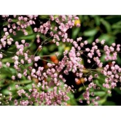 Dobbelt Violfrøstjerne Thalictrum Delavayi 'Hewitts Double' 2 Liter Potte -Montoz Butik mi14136 thalictrum delavayi hewitts double f7a3