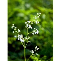 Stor Violfrøstjerne Thalictrum Splendide 'White' 1 Liter Potte 7 Stor Violfrøstjerne Thalictrum Splendide 'White' 1 Liter Potte -Montoz Butik mi14147 thalictrum splendide white 62f7