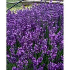 Lavendel 'Hidcote Blue' Lavandula Angustifolia 'Hidcote Blue' Med Potte, Kompakte, 10 Cm. Potte 17 Lavendel 'Hidcote Blue' Lavandula Angustifolia 'Hidcote Blue' Med Potte, Kompakte, 10 Cm. Potte -Montoz Butik mi1414 lavandula angustifolia hidcote blue 0bfc