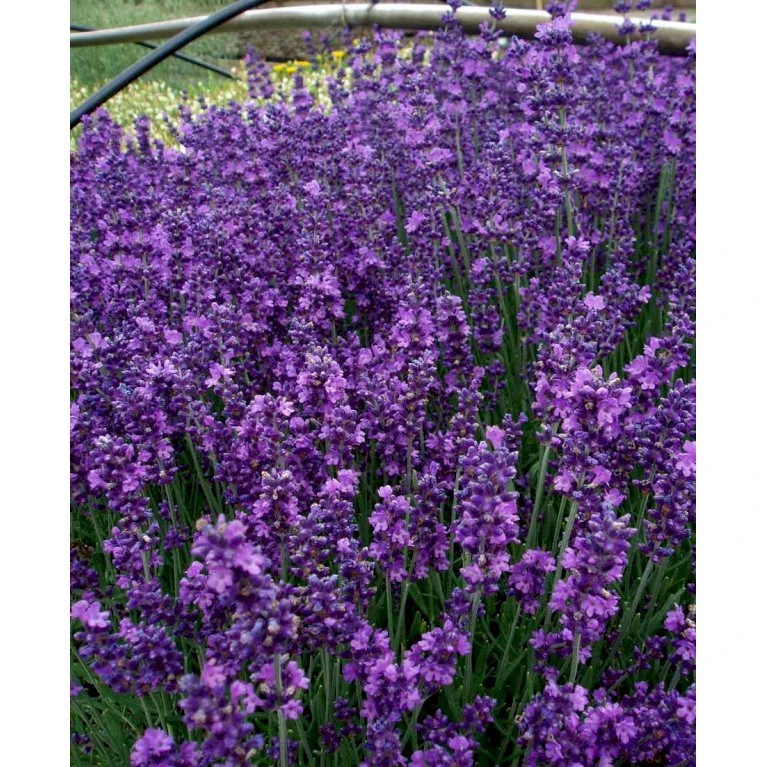 Lavendel 'Hidcote Blue' Lavandula Angustifolia 'Hidcote Blue' Med Potte, Kompakte, 10 Cm. Potte 9 Lavendel 'Hidcote Blue' Lavandula Angustifolia 'Hidcote Blue' Med Potte, Kompakte, 10 Cm. Potte - Billede 7