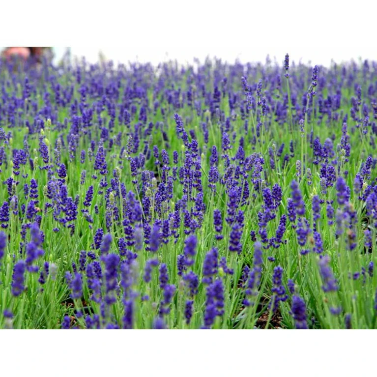 Lavendel 'Hidcote Blue' Lavandula Angustifolia 'Hidcote Blue' Med Potte, Kompakte, 10 Cm. Potte 4 Lavendel 'Hidcote Blue' Lavandula Angustifolia 'Hidcote Blue' Med Potte, Kompakte, 10 Cm. Potte - Billede 2