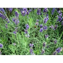 Lavendel 'Hidcote Blue' Lavandula Angustifolia 'Hidcote Blue' Med Potte, Kompakte, 10 Cm. Potte 16 Lavendel 'Hidcote Blue' Lavandula Angustifolia 'Hidcote Blue' Med Potte, Kompakte, 10 Cm. Potte -Montoz Butik mi1414 lavandula angustifolia hidcote blue 9920