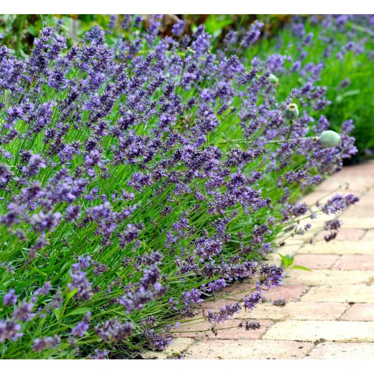 Lavendel 'Hidcote Blue' Lavandula Angustifolia 'Hidcote Blue' Med Potte, Kompakte, 10 Cm. Potte 6 Lavendel 'Hidcote Blue' Lavandula Angustifolia 'Hidcote Blue' Med Potte, Kompakte, 10 Cm. Potte - Billede 4