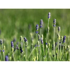 Lavendel 'Hidcote Blue' Lavandula Angustifolia 'Hidcote Blue' Med Potte, Kompakte, 10 Cm. Potte 13 Lavendel 'Hidcote Blue' Lavandula Angustifolia 'Hidcote Blue' Med Potte, Kompakte, 10 Cm. Potte -Montoz Butik mi1414 lavandula angustifolia hidcote blue d423