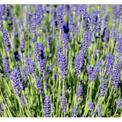 Lavendel 'Hidcote Blue' Lavandula Angustifolia 'Hidcote Blue' Med Potte, Kompakte, 10 Cm. Potte 15 Lavendel 'Hidcote Blue' Lavandula Angustifolia 'Hidcote Blue' Med Potte, Kompakte, 10 Cm. Potte -Montoz Butik mi1414 lavandula angustifolia hidcote blue dd79