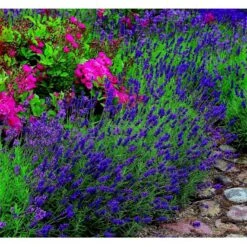 Lavendel 'Hidcote Blue' Lavandula Angustifolia 'Hidcote Blue' Med Potte, Kompakte, 10 Cm. Potte 19 Lavendel 'Hidcote Blue' Lavandula Angustifolia 'Hidcote Blue' Med Potte, Kompakte, 10 Cm. Potte -Montoz Butik mi1414 lavandula angustifolia hidcote blue e321