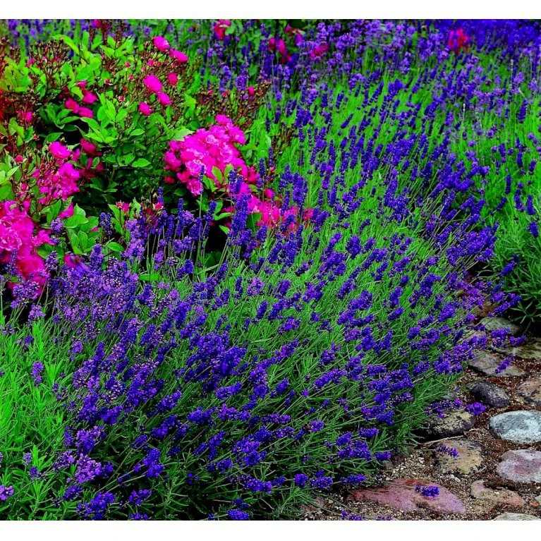 Lavendel 'Hidcote Blue' Lavandula Angustifolia 'Hidcote Blue' Med Potte, Kompakte, 10 Cm. Potte 11 Lavendel 'Hidcote Blue' Lavandula Angustifolia 'Hidcote Blue' Med Potte, Kompakte, 10 Cm. Potte - Billede 9
