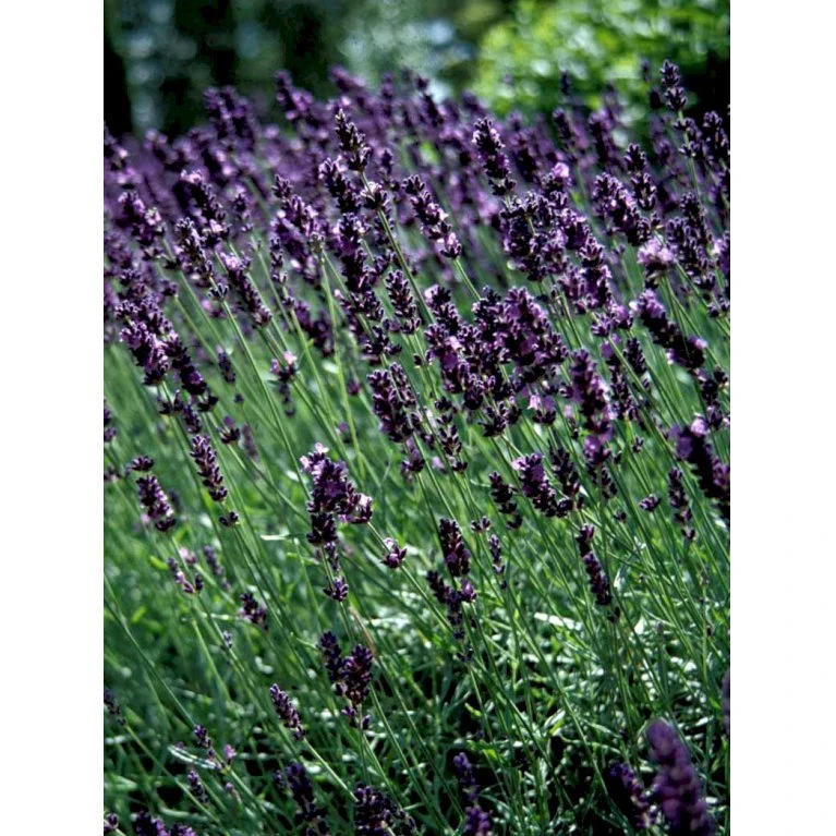 Lavendel 'Hidcote Blue' Lavandula Angustifolia 'Hidcote Blue' Med Potte, Kompakte, 10 Cm. Potte 10 Lavendel 'Hidcote Blue' Lavandula Angustifolia 'Hidcote Blue' Med Potte, Kompakte, 10 Cm. Potte - Billede 8