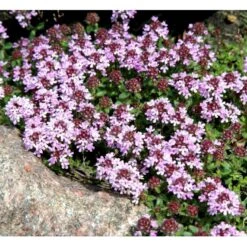 Lodden Timian Thymus Praecox Var. Pseudolanuginosus 10 Cm. Potte -Montoz Butik mi14163 thymus pra var pseudolanuginosus 78cf