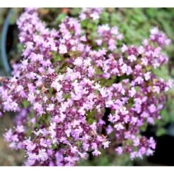 Lodden Timian Thymus Praecox Var. Pseudolanuginosus 10 Cm. Potte -Montoz Butik mi14163 thymus pra var pseudolanuginosus a94a