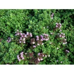 Lodden Timian Thymus Praecox Var. Pseudolanuginosus 10 Cm. Potte -Montoz Butik mi14163 thymus pra var pseudolanuginosus be51