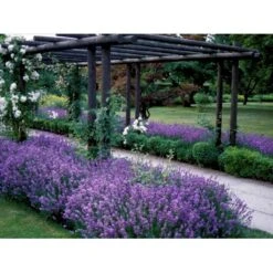 Lavendel 'Munstead' Lavandula Angustifolia 'Munstead' 10 Cm. Potte 7 Lavendel 'Munstead' Lavandula Angustifolia 'Munstead' 10 Cm. Potte -Montoz Butik mi1416 lavandula angustifolia munstead 6116