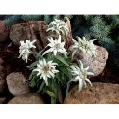 Edelweiss Leontopodium Alpinum 1 Liter Potte 12 Edelweiss Leontopodium Alpinum 1 Liter Potte -Montoz Butik mi1417 leontopodium alpinum 3424