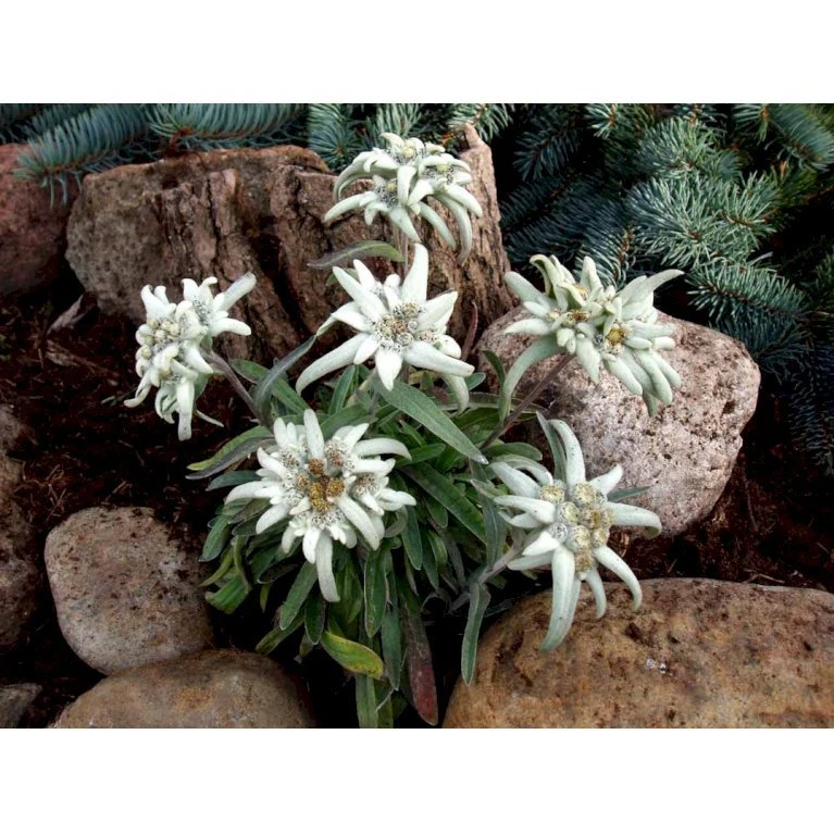 Edelweiss Leontopodium Alpinum 1 Liter Potte 7 Edelweiss Leontopodium Alpinum 1 Liter Potte - Billede 5