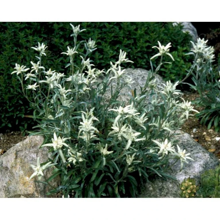 Edelweiss Leontopodium Alpinum 1 Liter Potte 8 Edelweiss Leontopodium Alpinum 1 Liter Potte - Billede 6