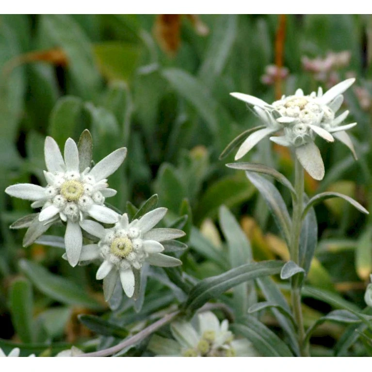 Edelweiss Leontopodium Alpinum 1 Liter Potte 5 Edelweiss Leontopodium Alpinum 1 Liter Potte - Billede 3