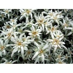 Edelweiss Leontopodium Alpinum 1 Liter Potte 11 Edelweiss Leontopodium Alpinum 1 Liter Potte -Montoz Butik mi1417 leontopodium alpinum ebd5