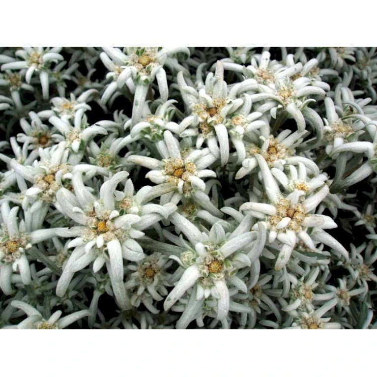 Edelweiss Leontopodium Alpinum 1 Liter Potte 6 Edelweiss Leontopodium Alpinum 1 Liter Potte - Billede 4