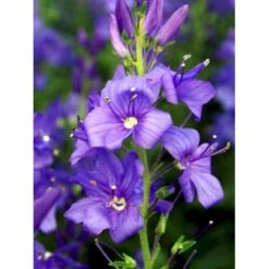 Bredbladet Ærenpris Veronica Austrica 'True Blue' 1 Liter Potte -Montoz Butik mi14263 veronica austriaca true blue 9455