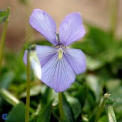 Hornviol Viola Cornuta 'Boughton Blue' Bakke Med 12 Stk. 9 Hornviol Viola Cornuta 'Boughton Blue' Bakke Med 12 Stk. -Montoz Butik mi14292 viola cornuta boughton blue 8876