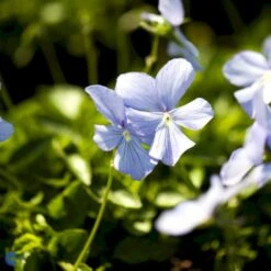 Hornviol Viola Cornuta 'Boughton Blue' Bakke Med 12 Stk. 8 Hornviol Viola Cornuta 'Boughton Blue' Bakke Med 12 Stk. -Montoz Butik mi14292 viola cornuta boughton blue c380