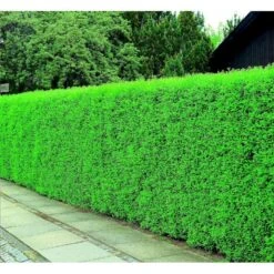 Liguster / Ligusterhæk 'Liga' Ligustrum Vulgare 'Liga' Potte 7,5 Liter 80-100 Cm -Montoz Butik mi1441 ligustrum vulgare liga df75 1