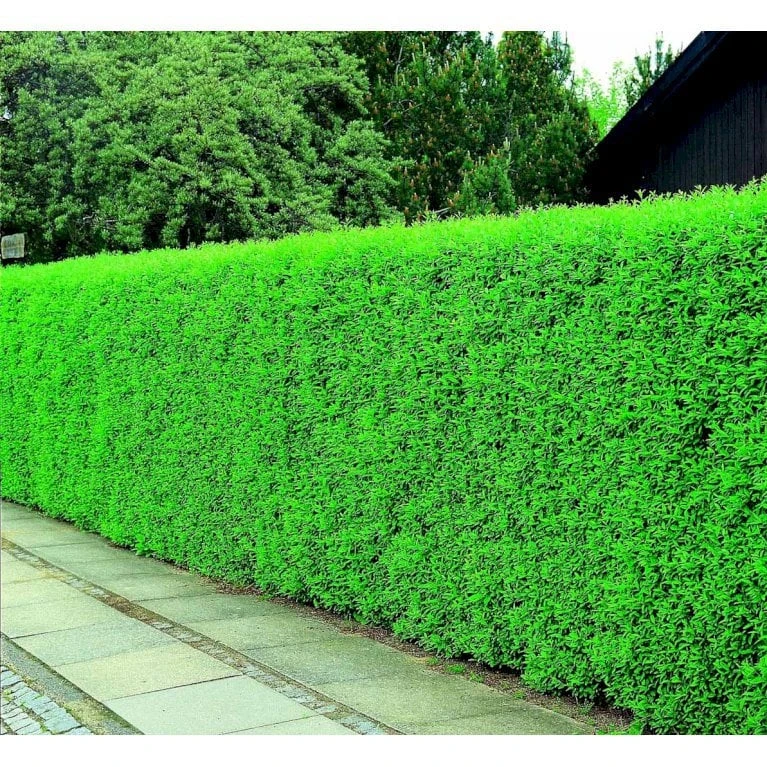 Liguster / Ligusterhæk 'Liga' Ligustrum Vulgare 'Liga' Barrods, -3 års (0/1/2) 100-125 Cm. Kraftig Hæk Kvalitet. 5 Liguster / Ligusterhæk 'Liga' Ligustrum Vulgare 'Liga' Barrods, -3 års (0/1/2) 100-125 Cm. Kraftig Hæk Kvalitet. - Billede 3