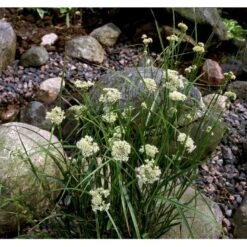 Snefrytle Luzula Nivea Plugs I Bakke 15 Snefrytle Luzula Nivea Plugs I Bakke -Montoz Butik mi1477 luzula nivea 449e