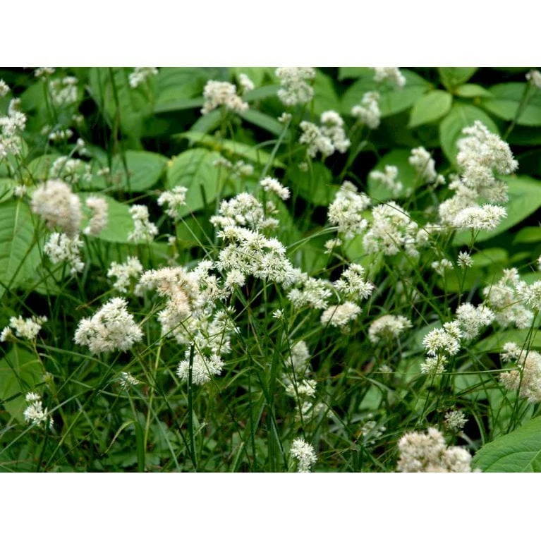 Snefrytle Luzula Nivea Plugs I Bakke 5 Snefrytle Luzula Nivea Plugs I Bakke - Billede 3