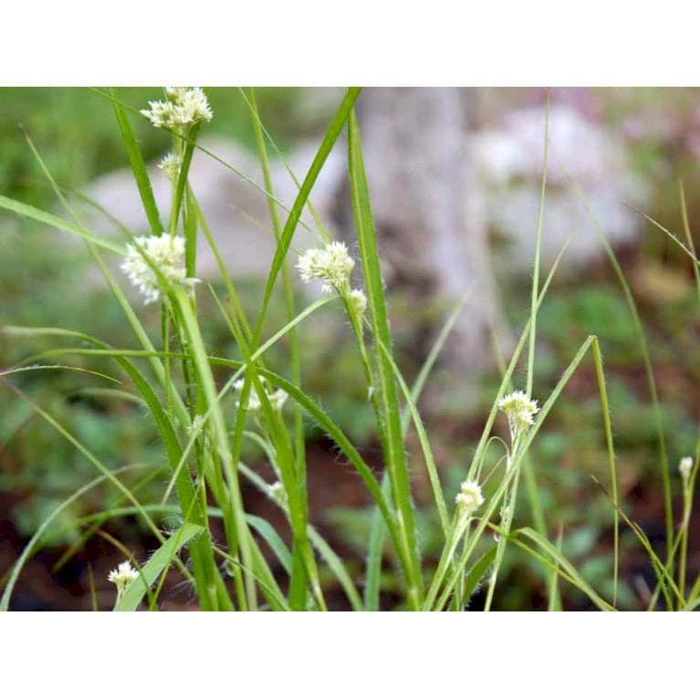 Snefrytle Luzula Nivea Plugs I Bakke 7 Snefrytle Luzula Nivea Plugs I Bakke - Billede 5