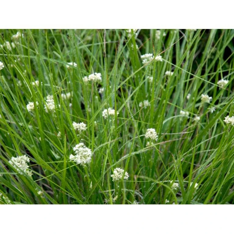 Snefrytle Luzula Nivea Plugs I Bakke 8 Snefrytle Luzula Nivea Plugs I Bakke - Billede 6