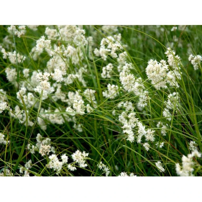 Snefrytle Luzula Nivea Plugs I Bakke 6 Snefrytle Luzula Nivea Plugs I Bakke - Billede 4