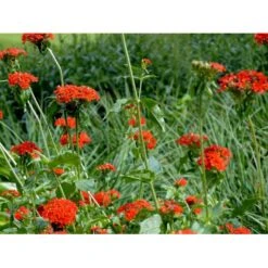 Brændende Kærlighed Lychnis Chalcedonica 1 Liter Potte -Montoz Butik mi1483 lychnis chalcedonica 2fa7