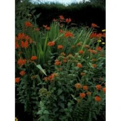 Brændende Kærlighed Lychnis Chalcedonica 1 Liter Potte -Montoz Butik mi1483 lychnis chalcedonica 7ae8