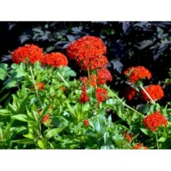 Brændende Kærlighed Lychnis Chalcedonica 1 Liter Potte -Montoz Butik mi1483 lychnis chalcedonica 83e9