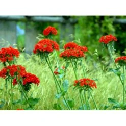 Brændende Kærlighed Lychnis Chalcedonica 1 Liter Potte -Montoz Butik mi1483 lychnis chalcedonica d340