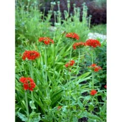 Brændende Kærlighed Lychnis Chalcedonica 1 Liter Potte -Montoz Butik mi1483 lychnis chalcedonica e40f