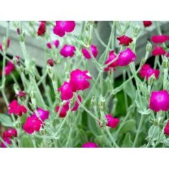 Haveklinte Lychnis Coronaria 10 Cm. Potte -Montoz Butik mi1486 lychnis coronaria 4c41