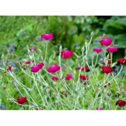 Haveklinte Lychnis Coronaria 10 Cm. Potte -Montoz Butik mi1486 lychnis coronaria 6a67