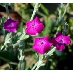 Haveklinte Lychnis Coronaria 10 Cm. Potte -Montoz Butik mi1486 lychnis coronaria 9afe