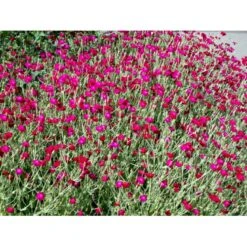 Haveklinte Lychnis Coronaria 10 Cm. Potte -Montoz Butik mi1486 lychnis coronaria df4c