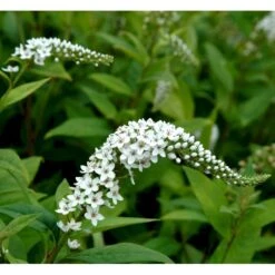 Hvid Fredløs Lysimachia Clethroides 1 Liter Potte 9 Hvid Fredløs Lysimachia Clethroides 1 Liter Potte -Montoz Butik mi1491 lysimachia clethroides 9d24