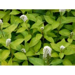 Hvid Fredløs Lysimachia Clethroides 1 Liter Potte 10 Hvid Fredløs Lysimachia Clethroides 1 Liter Potte -Montoz Butik mi1491 lysimachia clethroides b0ef