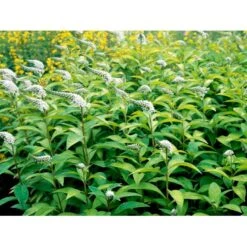Hvid Fredløs Lysimachia Clethroides 1 Liter Potte 11 Hvid Fredløs Lysimachia Clethroides 1 Liter Potte -Montoz Butik mi1491 lysimachia clethroides d55b